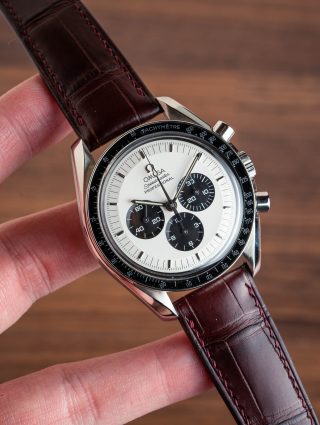 Crocodile/ Alligator